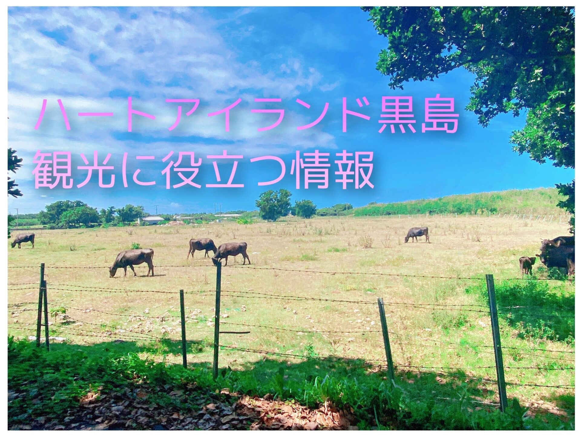 ハートアイランド黒島の観光に役立つ情報をご紹介 21年5月版 Yolo Blog ハートアイランド黒島の観光に役立つ情報をご紹介 21年5月版 Yolo Blog